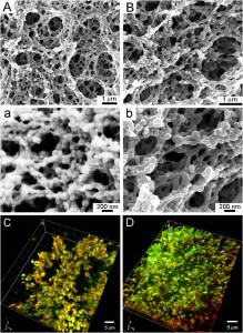 SEM and Laser Scanning Confocal Micrographs observation of colloidal gels revealed similar porous microstructure and nanostructure [1].